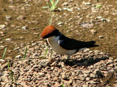 Wire-tailed Swallow 1a - Livingstone Waterfront.jpg