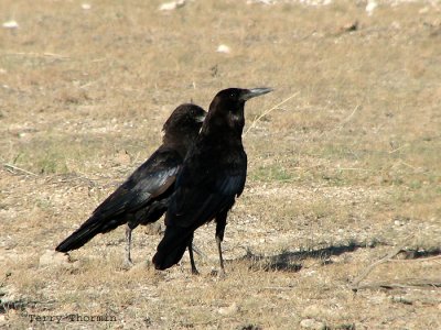 Black Crows 1a - Okaukuejo Etosha N.P.jpg