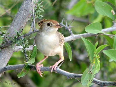 Rattling Cisticola 1a - Okaukuejo Etosha N.P.jpg