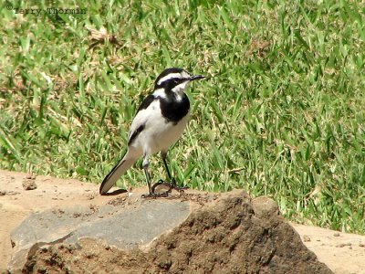 African Pied Wagtail 2a - Livingstone Waterfront.jpg