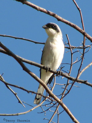 Lesser Gray Shrike 1a - Windhoek.jpg