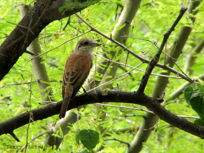 Red-backed Shrike 1a - Okaukuejo Etosha N.P.jpg