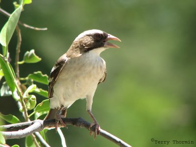 White-browed Sparrow Weaver 1a - Okaukuejo Etosha N.P.jpg