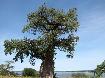 Baobab Tree at Ngomo border crossing Zambezi River 1.JPG
