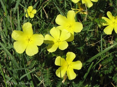 Yellow flowers 2 - Namutoni Etosha N.P.JPG