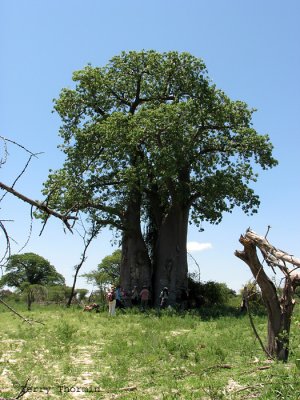 Group under Baobab Tree 2 - Okavango Delta.jpg
