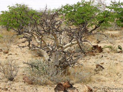 Desert shrub A1 - Petrified Forest.JPG