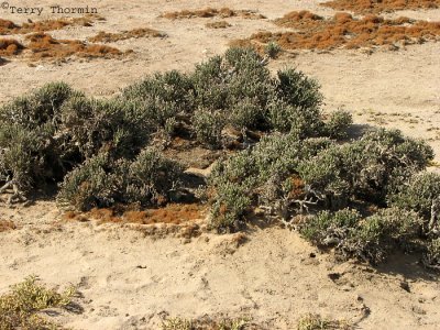 Pencil Bush - Arthraerua leubnitziae 1 - Namib Desert.JPG