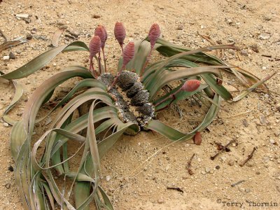 Welwitschia mirabilis plant female 3 - Petrified Forest.JPG