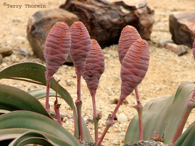 Welwitschia mirabilis plant female 2 - Petrified Forest.JPG