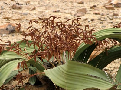Welwitschia mirabilis plant male 2 - Petrified Forest.JPG