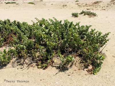 Desert succulent A1 - Namib Desert.JPG