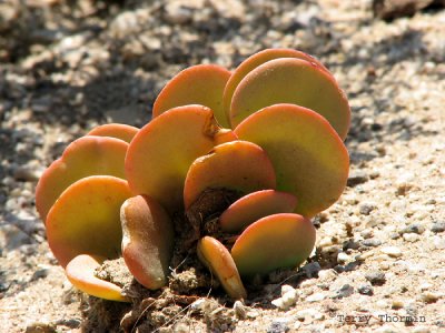 Dollar Bush - Zygophyllum prismatocarpum 3 - Namib Desert.JPG