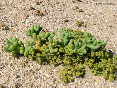 Desert succulent C1 - Namib desert.JPG