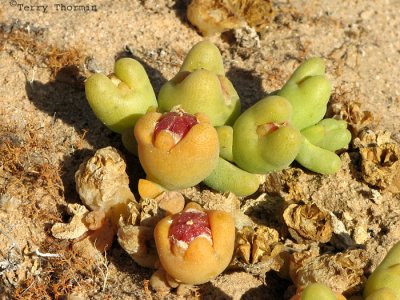 Stoneplant Lithops sp. in fruit 1 - Namib Desert near Swakupmund.JPG