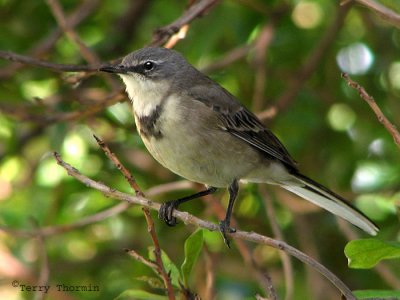 Cape Wagtail 1a - Johannesburg.jpg