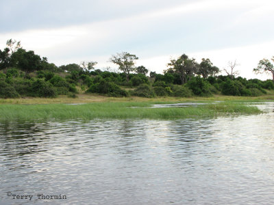 Chobe River 3 - Chobe N.P.JPG