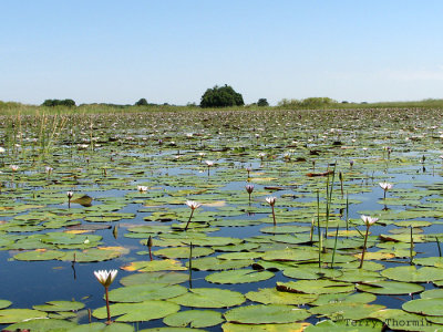 Okavango Delta 12.JPG