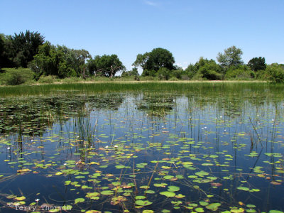 Okavango Delta 16.JPG