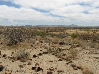 The desert 2 - Petrified Forest.JPG