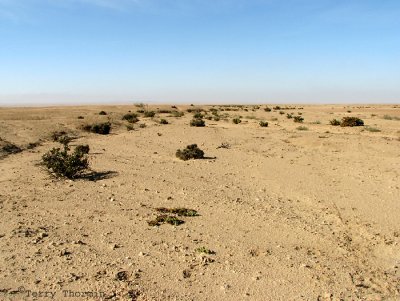Namib Desert along Welwitschia Drive 2.JPG