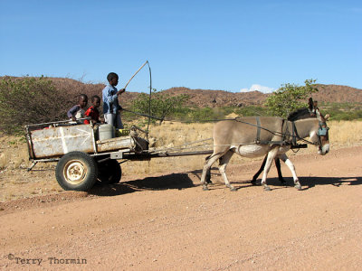 Cart and donkeys 2 - Road to Brandberg 2.JPG