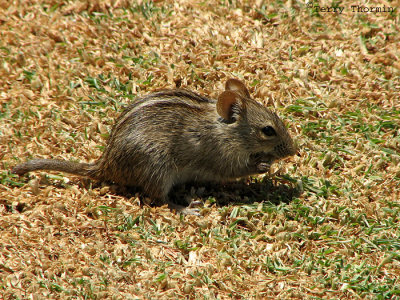 Four-striped Grass Mouse 1 - Swakopmund Golf Coarse.jpg