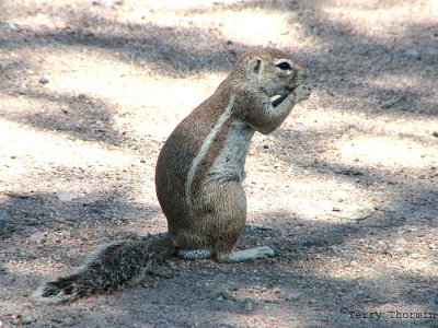 South African Ground Squirrel 2 - Okaukuejo Etosha N.P.jpg