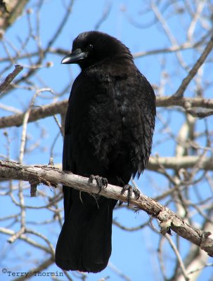 American Crow 11a.jpg