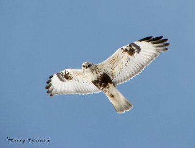 Rough-legged Hawk in flight 5a.jpg