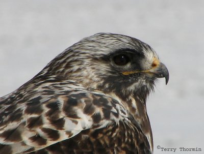 Rough-legged Hawk portrait 1a.jpg