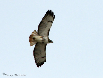 Red-tailed Hawk in flight 5a.jpg