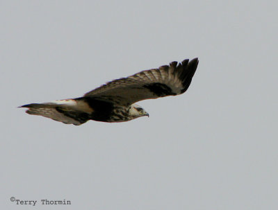 Rough-legged Hawk in flight 9a.jpg