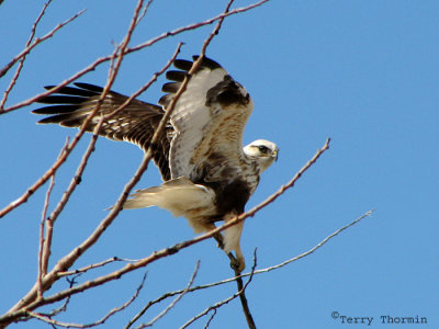 Rough-legged Hawk 12a.jpg