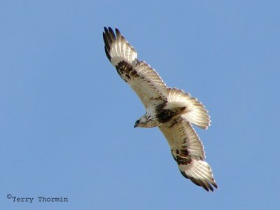 Rough-legged Hawk in flight 10a.jpg