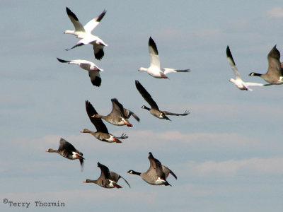 Geese in flight 2a.jpg