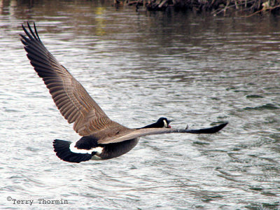 Canada Goose in flight 1a.jpg