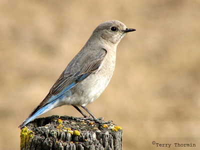 Mountain Bluebird female 1a.jpg
