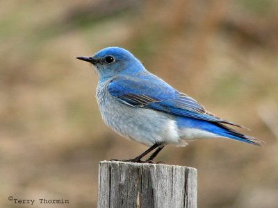 Mountain Bluebird 2a.jpg