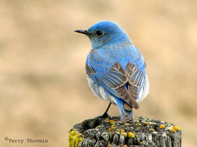 Mountain Bluebird 1a.jpg