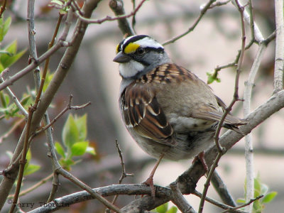 White-throated Sparrow 1a.jpg