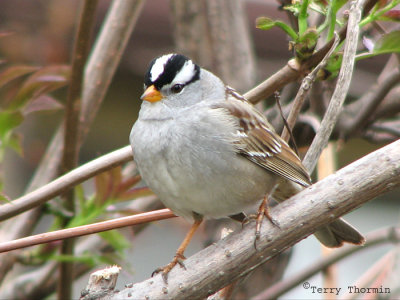 White-crowned Sparrow 2a.jpg