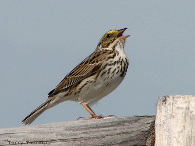 Savannah Sparrow 8a.jpg