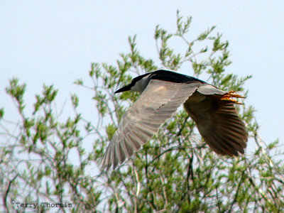Black-crowned Night Heron in flight 3a.jpg