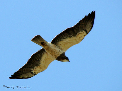 Swainsons Hawk in flight 5a.jpg