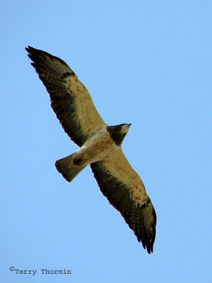 Swainsons Hawk in flight 8a.jpg