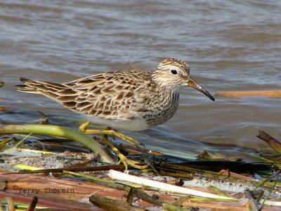 Pectoral Sandpiper 8a.jpg