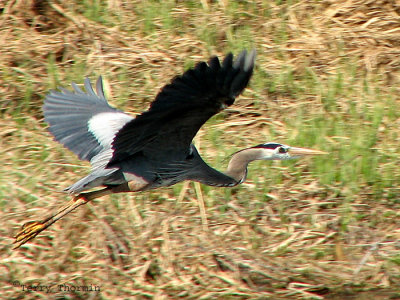 Great Blue Heron in flight 7a.jpg