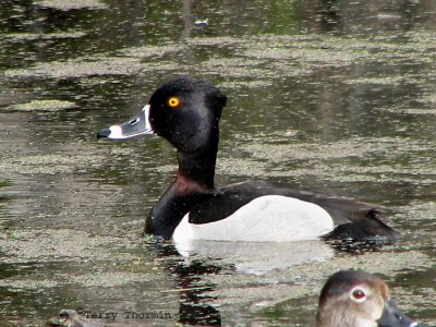 Ring-necked Duck 1a.jpg