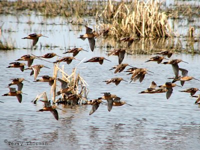 Long-billed Dowitchers in flight 2a.jpg